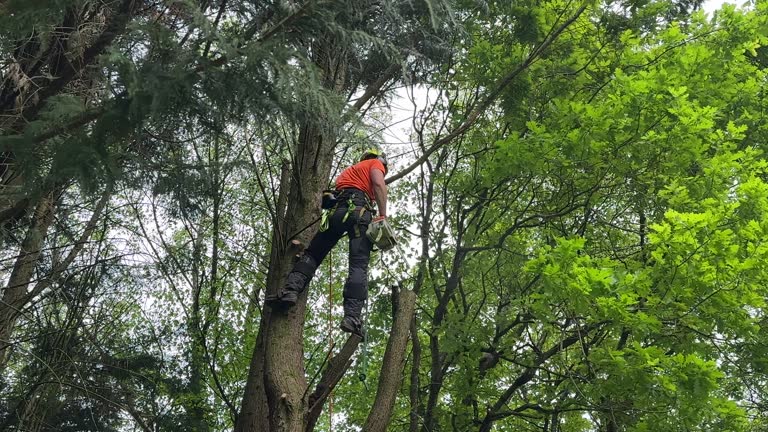 Bardmoor, FL Tree Removal and Landscaping Services Company